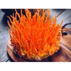 Sử Dụng Đông Trùng Hạ Thảo Thế Nào Cho Hiệu Quả